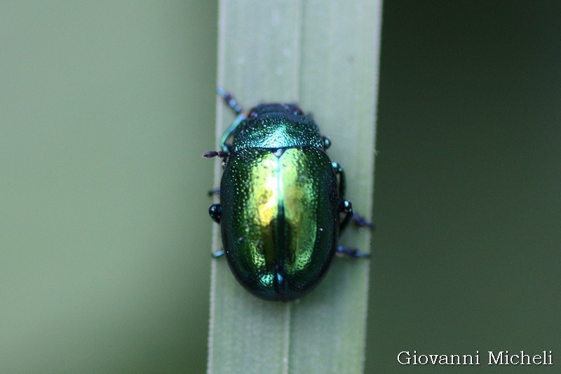 Chryptocephalus o Chrysolina? Chrysolina herbacea